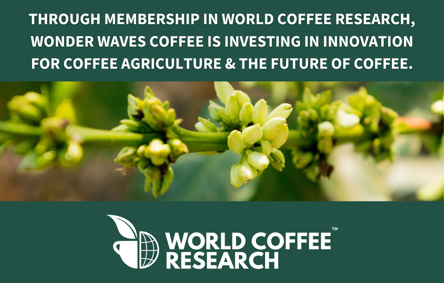 Surfer's Swell: Costa Rica 〰 Single-Origin Specialty Coffee