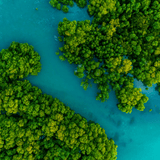 Aerial view of lush mangrove forest, symbolizing the serene beauty and ecological importance of mangroves for Mangrove Mist coffee, inspired by Tanzania's coast