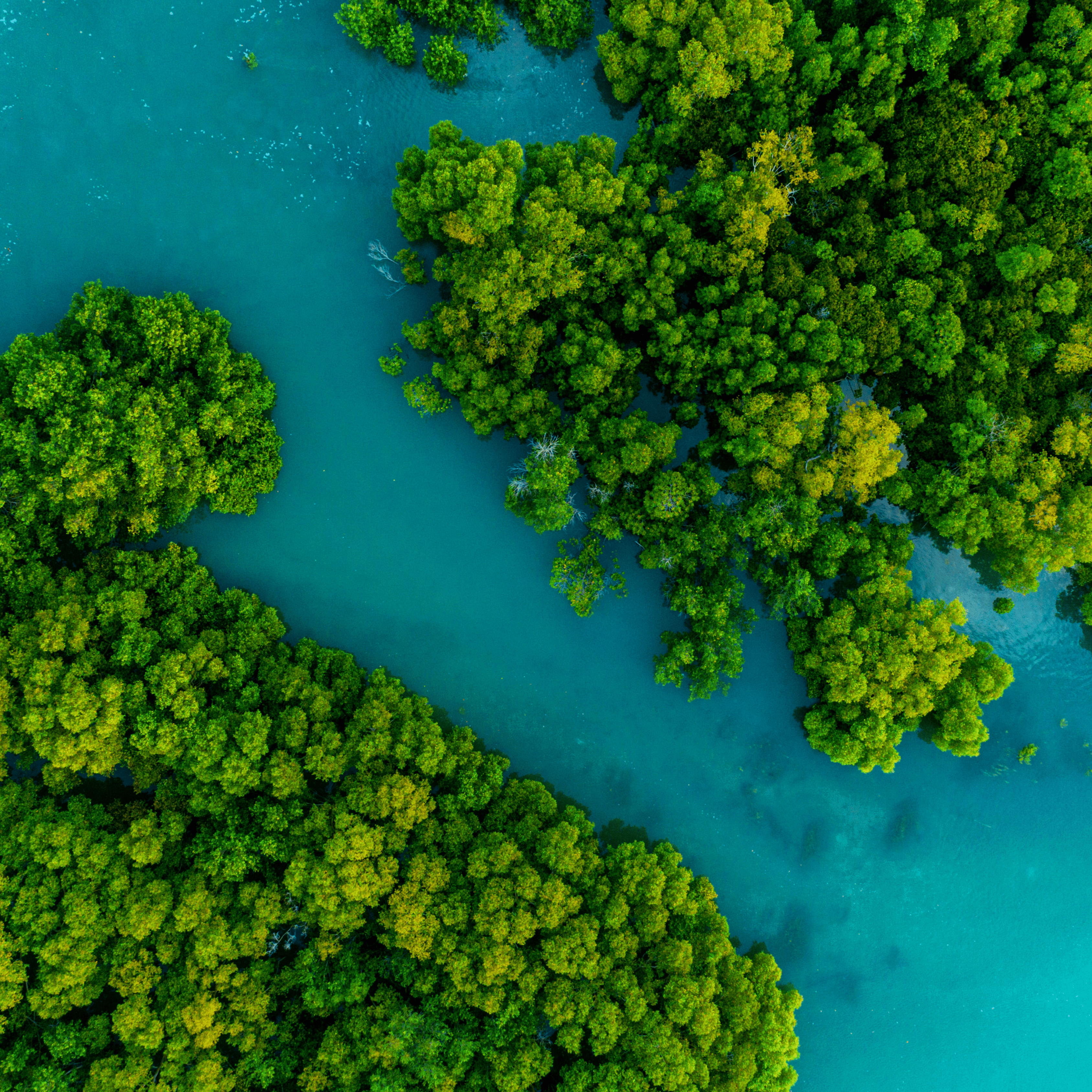 Aerial view of lush mangrove forest, symbolizing the serene beauty and ecological importance of mangroves for Mangrove Mist coffee, inspired by Tanzania's coast