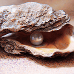 Close-up of an oyster shell with a shimmering pearl inside, symbolizing the beauty and rarity of Pacific Pearl coffee, inspired by Peru’s coastal elegance