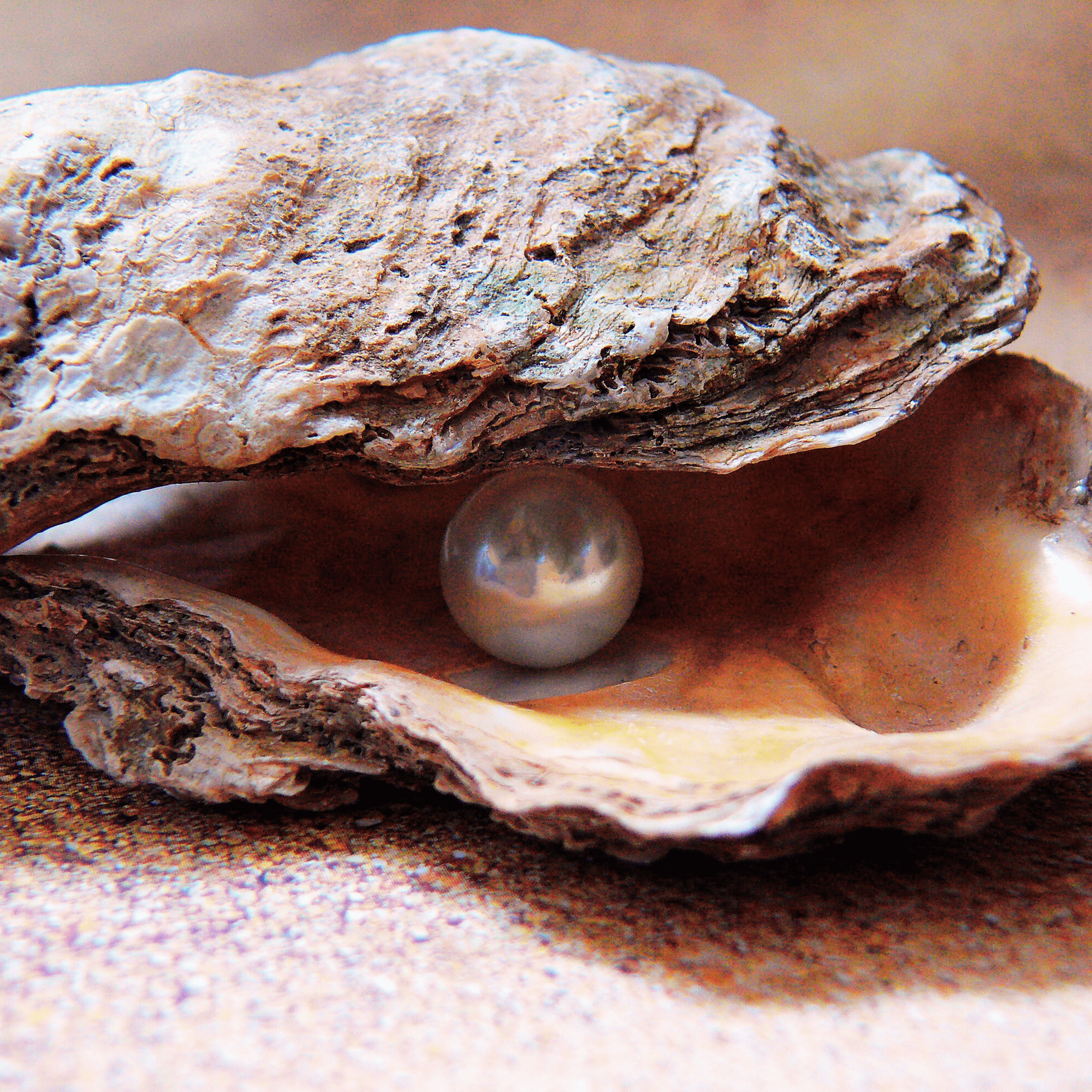 Close-up of an oyster shell with a shimmering pearl inside, symbolizing the beauty and rarity of Pacific Pearl coffee, inspired by Peru’s coastal elegance