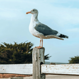 Sassy Seagull: Masala Chai 〰 Artisan Loose Leaf Tea (Flavored)