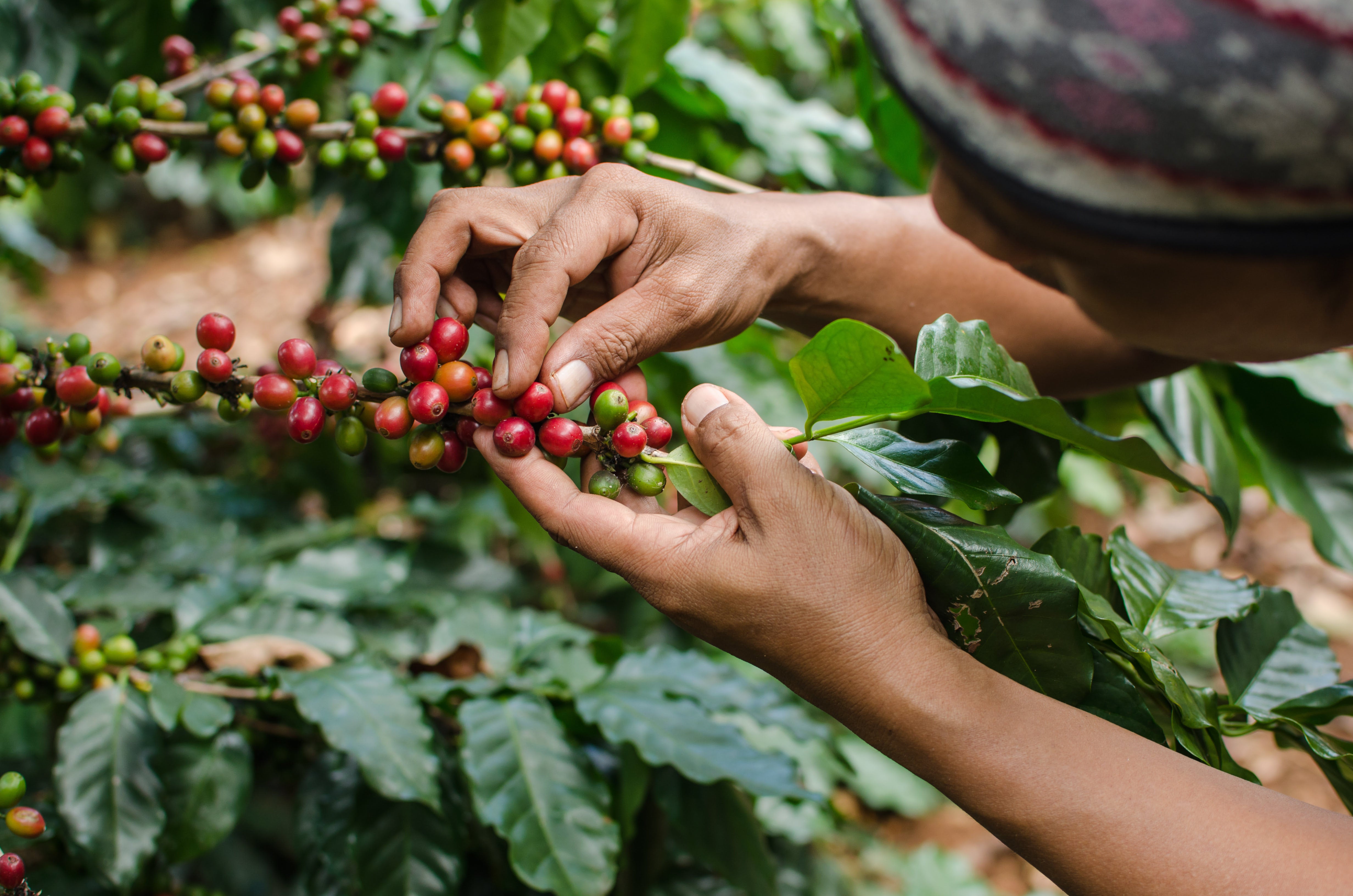 Farmer hand-picking ripe red arabica coffee cherries from the branch at a specialty coffee farm, representing Wonder Waves Coffee's ethically sourced beans