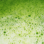 Close-up of frothy ceremonial Japanese matcha powder whisked to a creamy texture by Wonder Waves Coffee