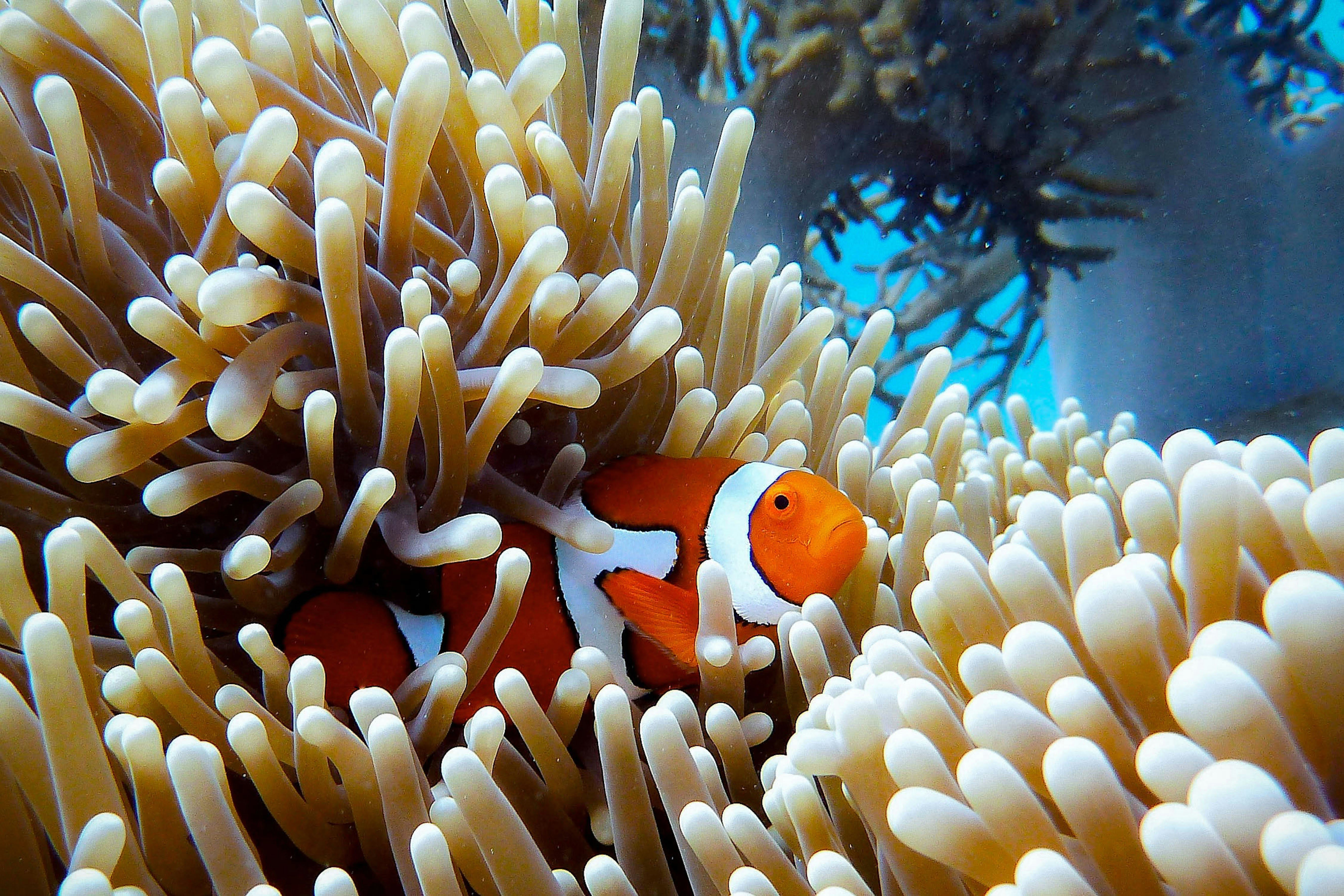 Clownfish nestled in a sea anemone on a vibrant coral reef, representing Wonder Waves Coffee's commitment to marine wildlife protection and ocean conservation