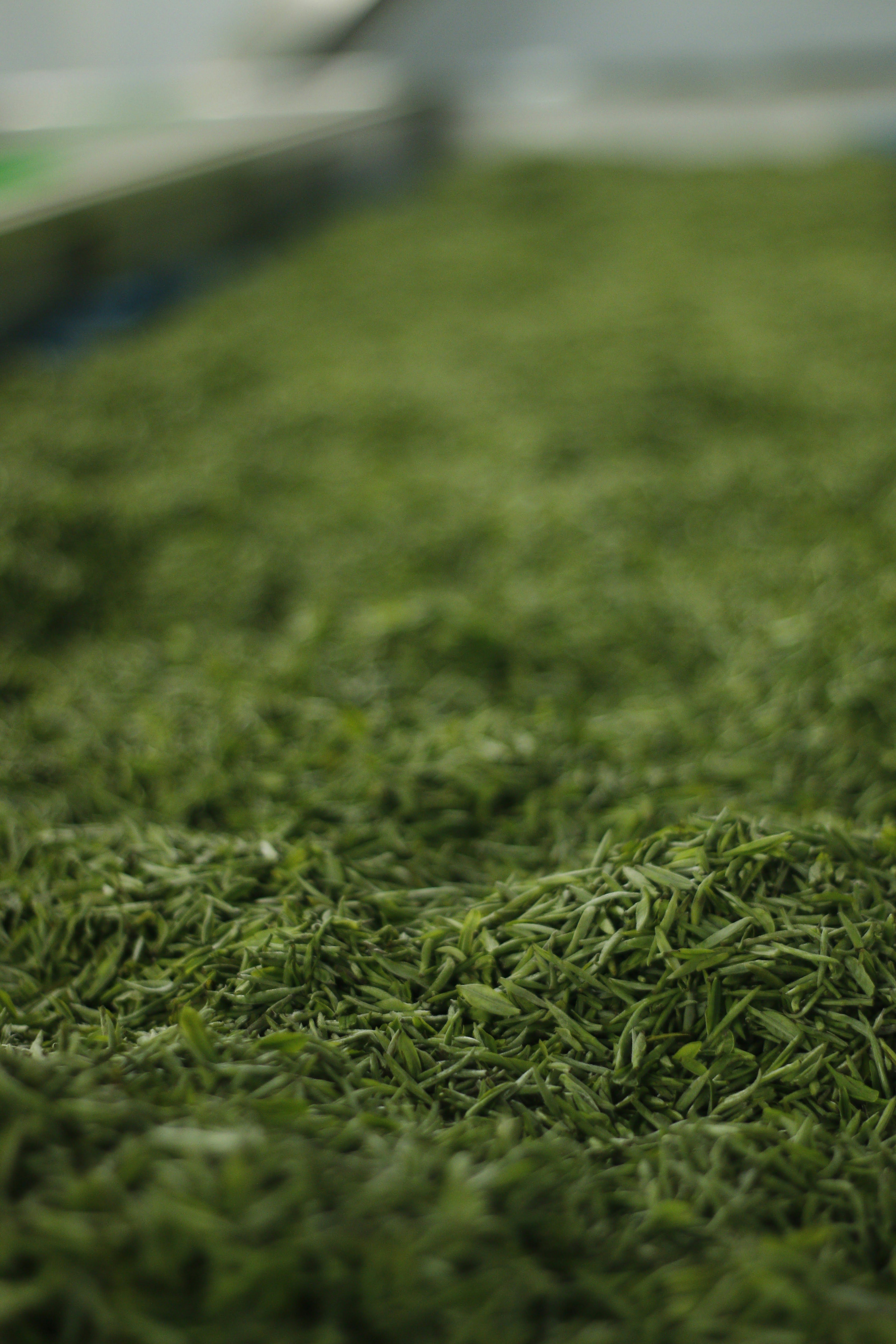 Freshly harvested whole green loose tea leaves drying in a processing studio