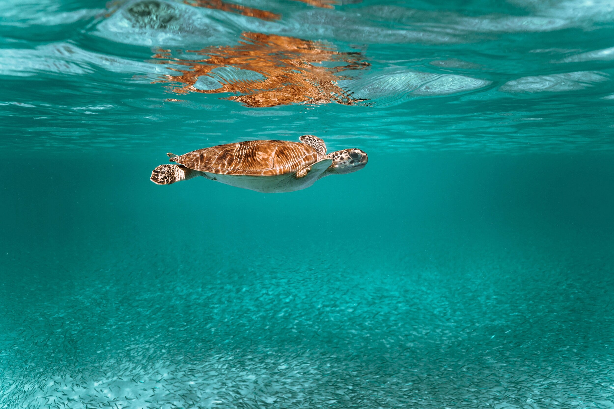 Green sea turtle gliding just below the ocean surface in crystal clear turquoise water, representing Wonder Waves Coffee's dedication to marine wildlife protection and ocean conservation