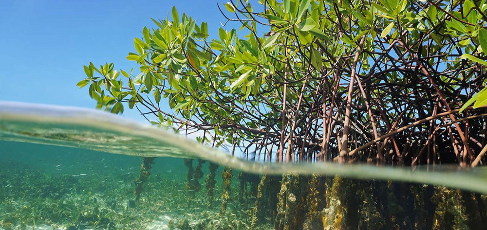Split above and below water view of mangrove roots in the Florida Keys