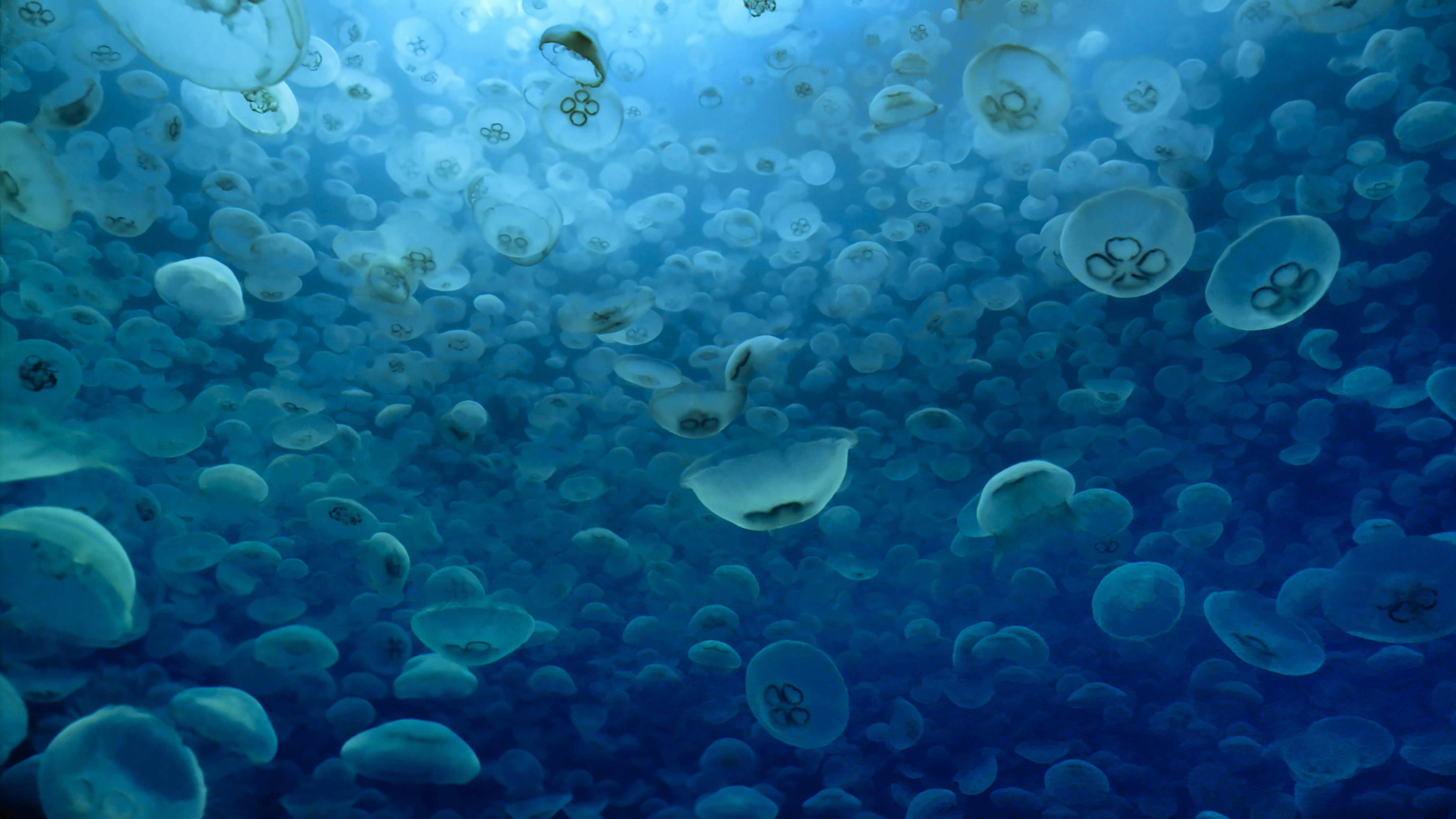 Large swarm of moon jellyfish suspended in blue ocean water