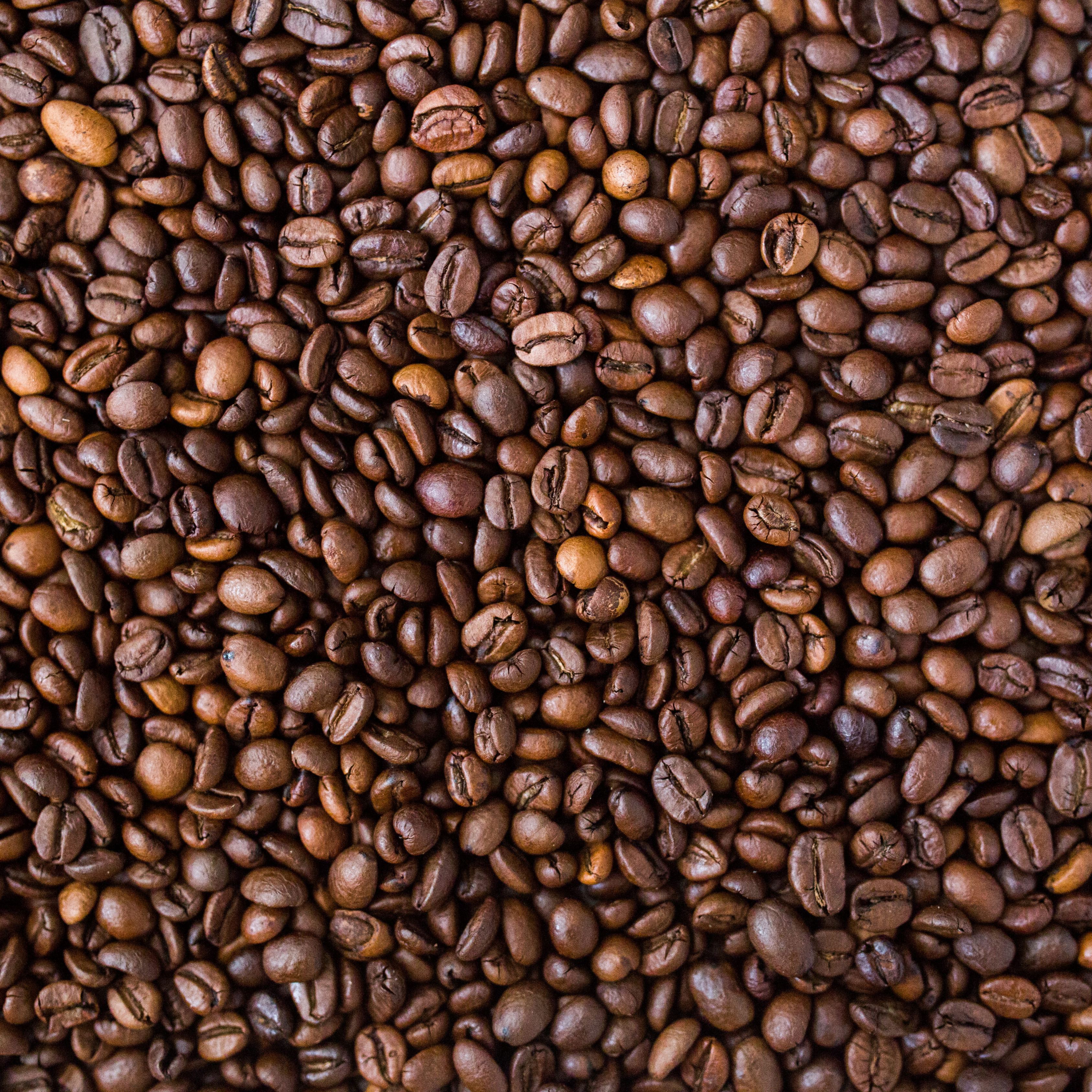 Close-up of freshly roasted specialty coffee beans from Wonder Waves Coffee, showcasing rich medium-dark roast color and quality