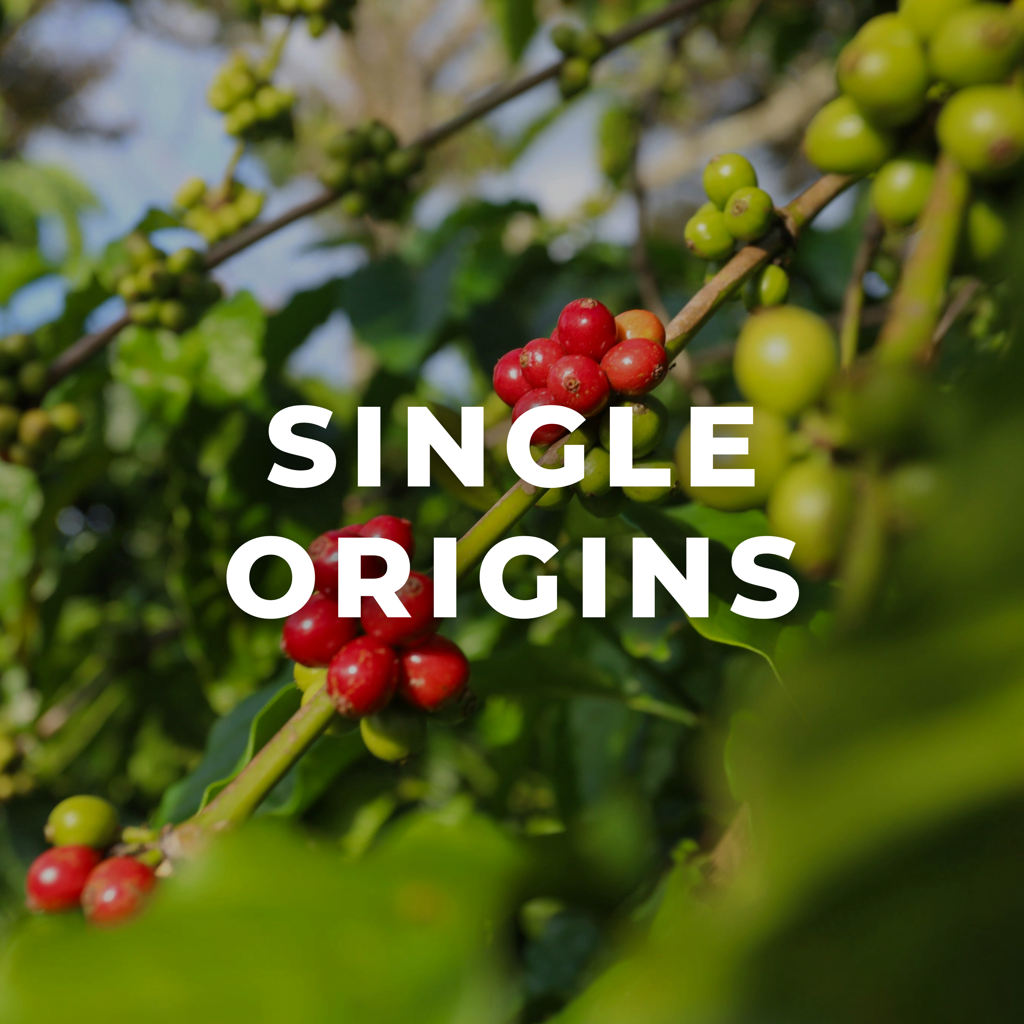 Ripe red coffee cherries on the branch at a specialty farm with Wonder Waves Coffee Single Origins collection text overlay