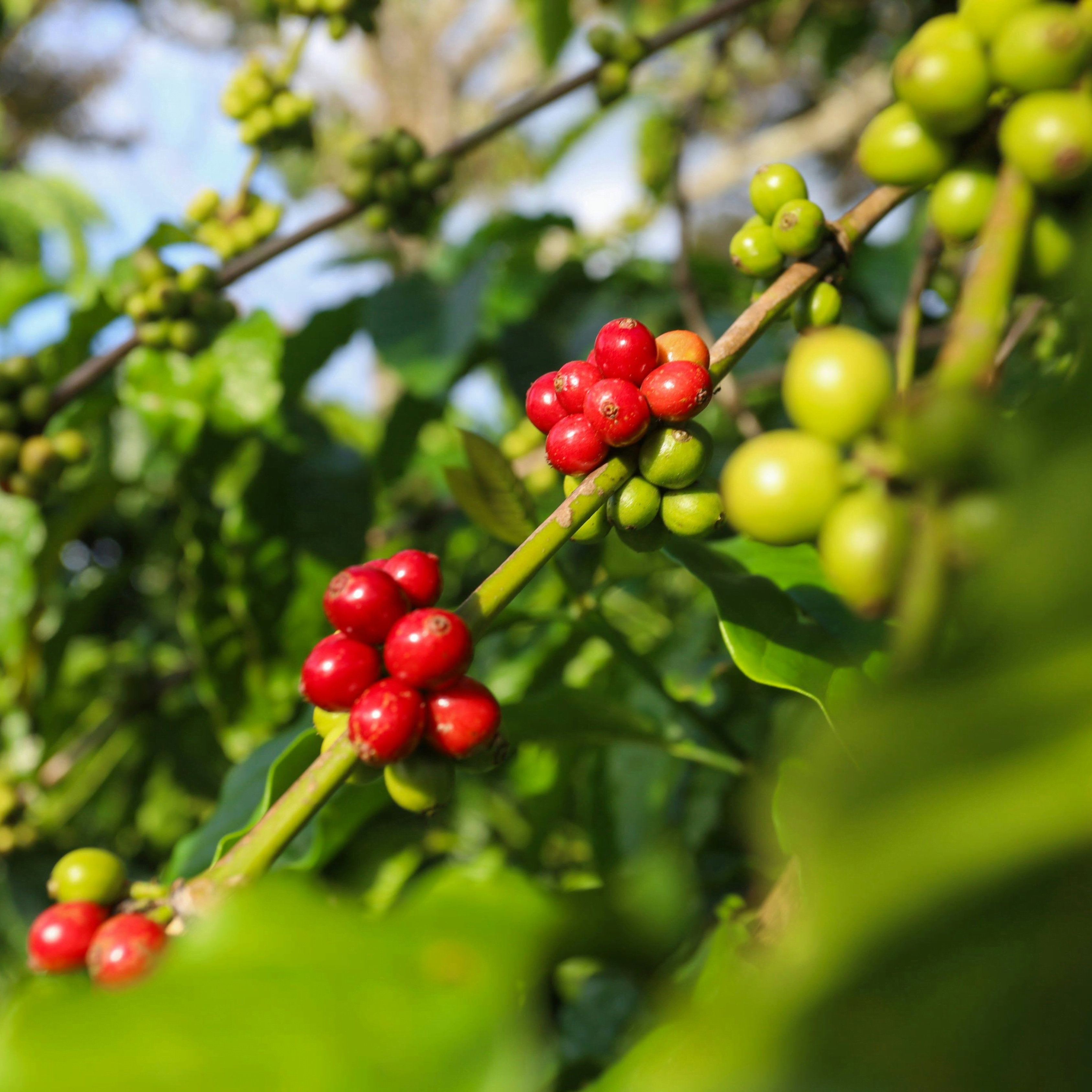 Ripe red and green coffee cherries on the branch at a specialty coffee farm, representing Wonder Waves Coffee single-origin coffee subscription sourcing