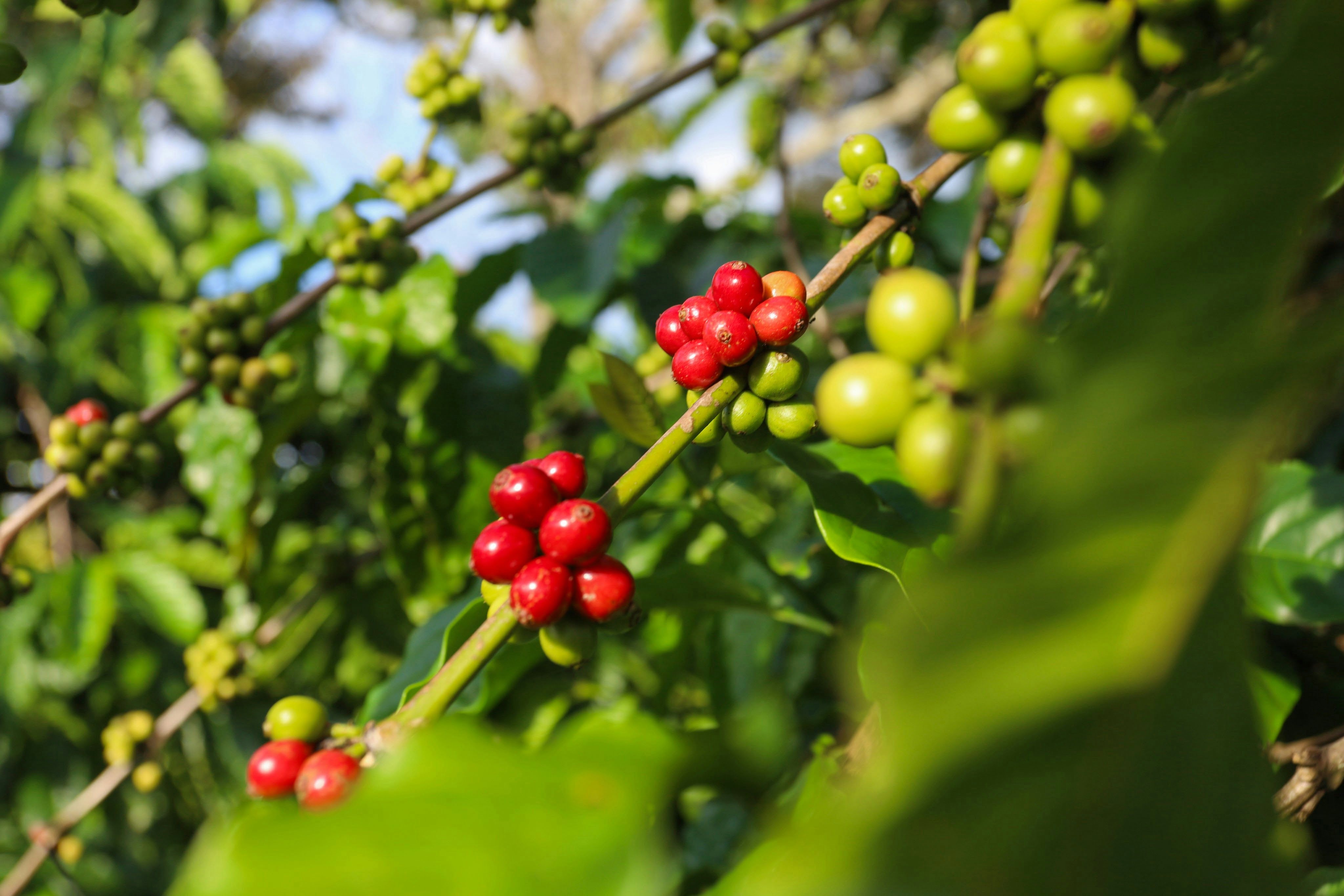 Ripe red and green coffee cherries on the branch at a specialty coffee farm, representing Wonder Waves Coffee single-origin coffee subscription sourcing